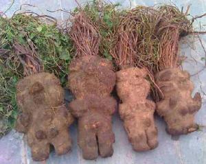 Fo-Tt is one of the main ingredients in Folexin.