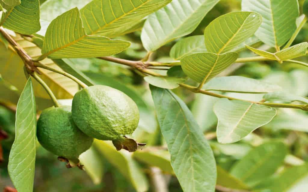 Guava Leaves For Hair Growth Review: 3 Ways It STOP Hair Loss
