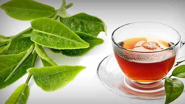 Guava Leaves Tea